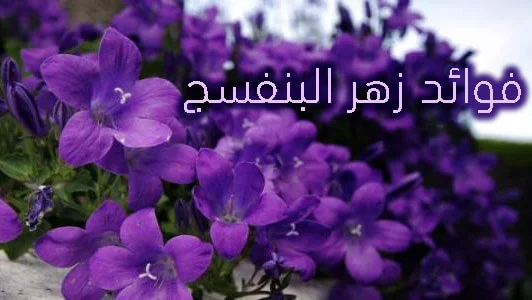 زهر البنفسج و فوائده الساحرة.